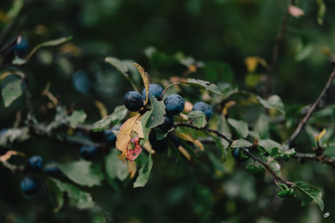  Rainer Wiest Kommunikationsdesign Portfoliobild