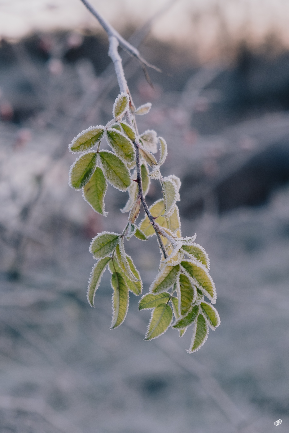  Rainer Wiest Kommunikationsdesign Portfoliobild