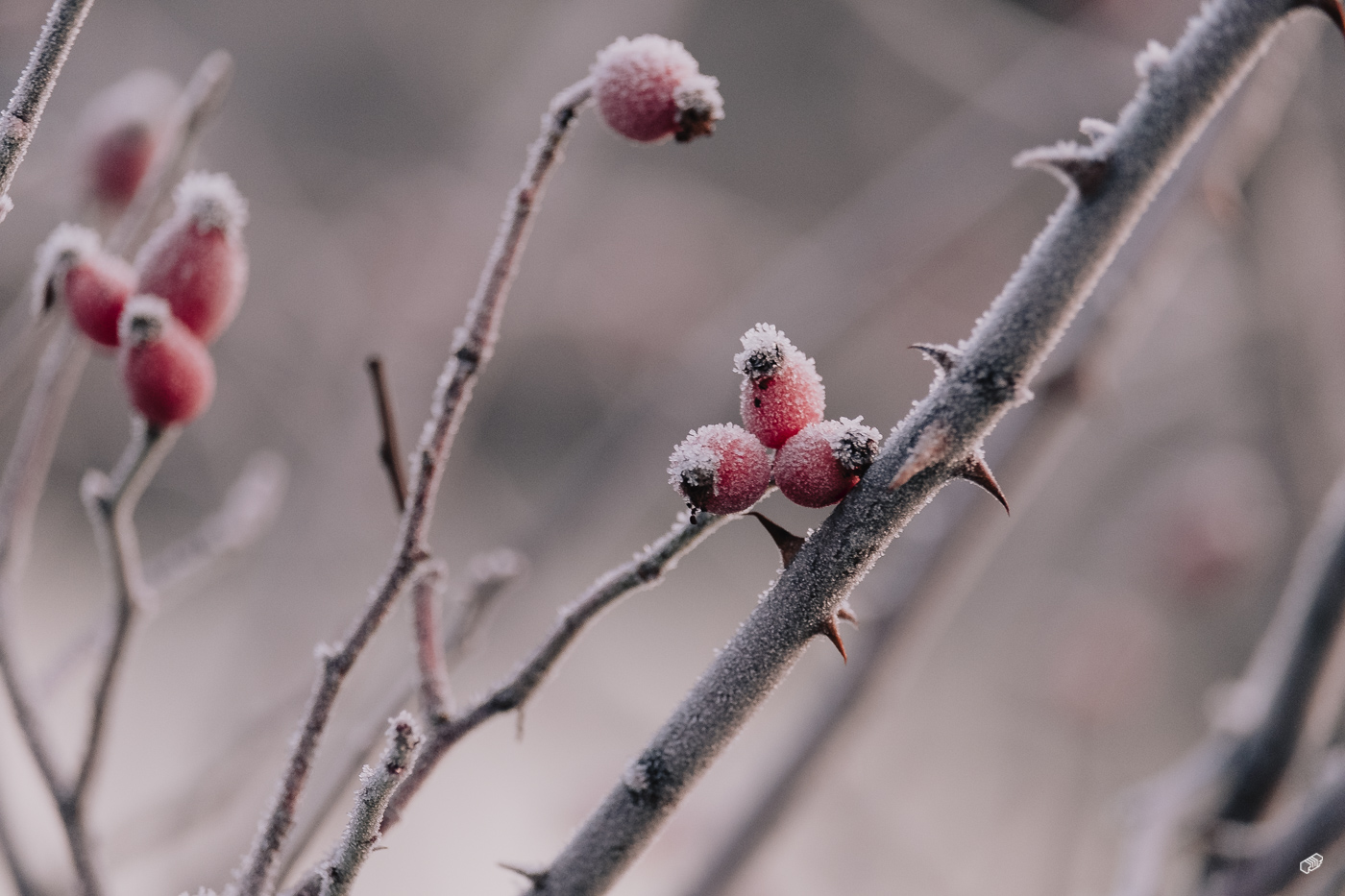  Rainer Wiest Kommunikationsdesign Portfoliobild