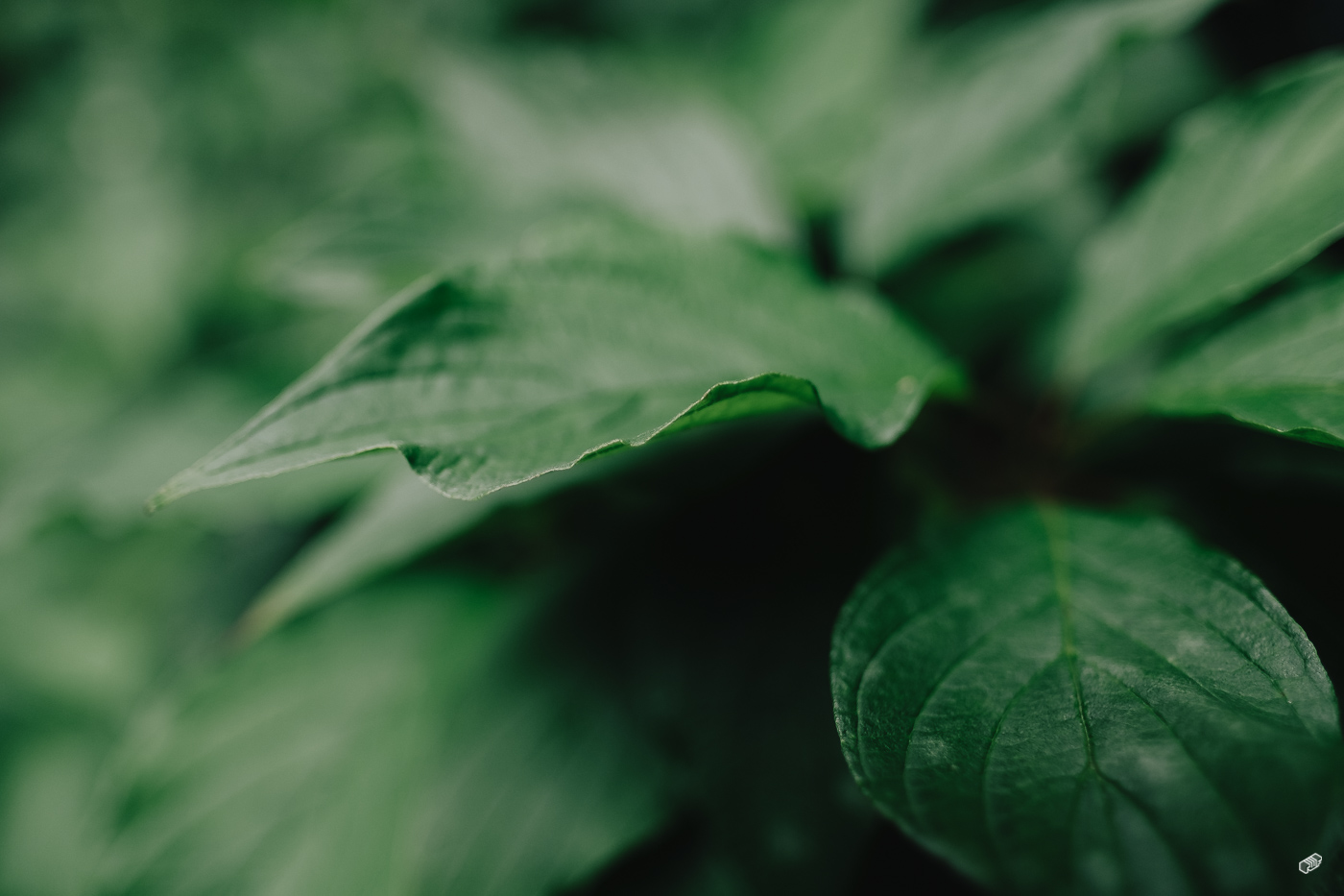  Rainer Wiest Kommunikationsdesign Portfoliobild