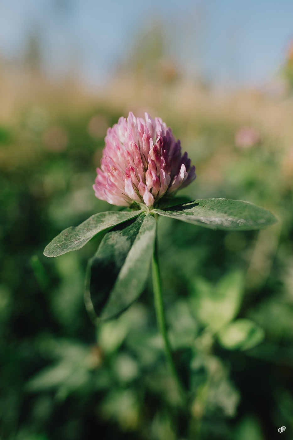  Rainer Wiest Kommunikationsdesign Portfoliobild