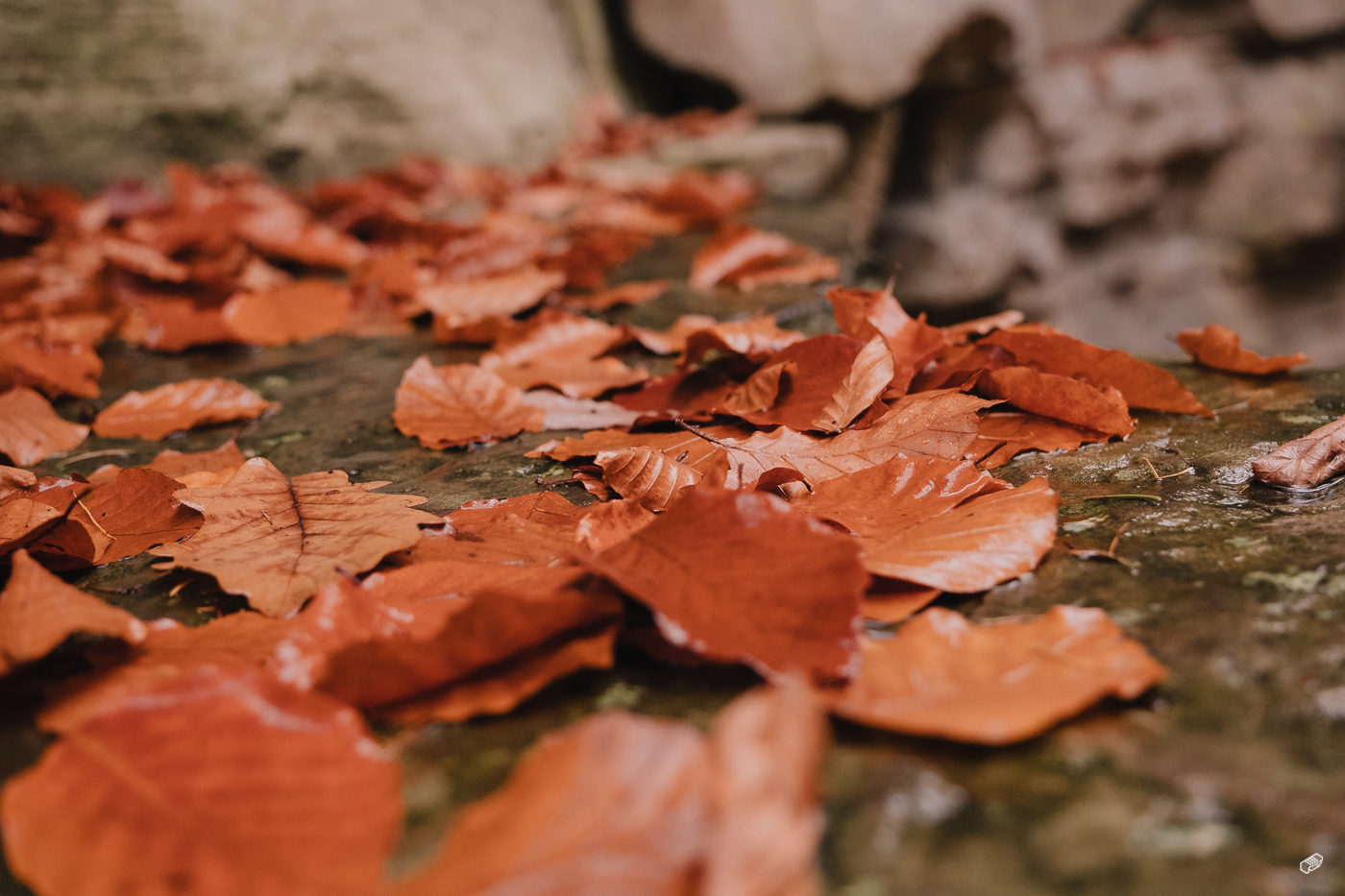 Rainer Wiest Kommunikationsdesign Portfoliobild