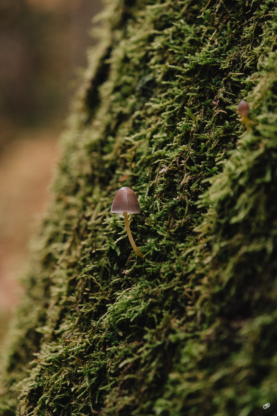 Rainer Wiest Kommunikationsdesign Portfoliobild