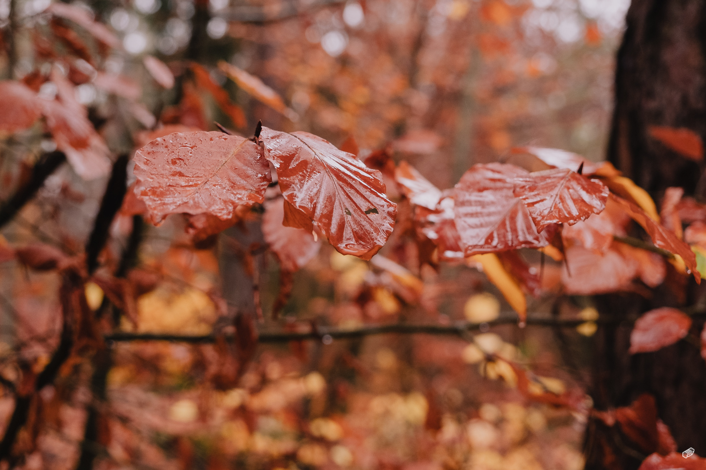 Rainer Wiest Kommunikationsdesign Portfoliobild