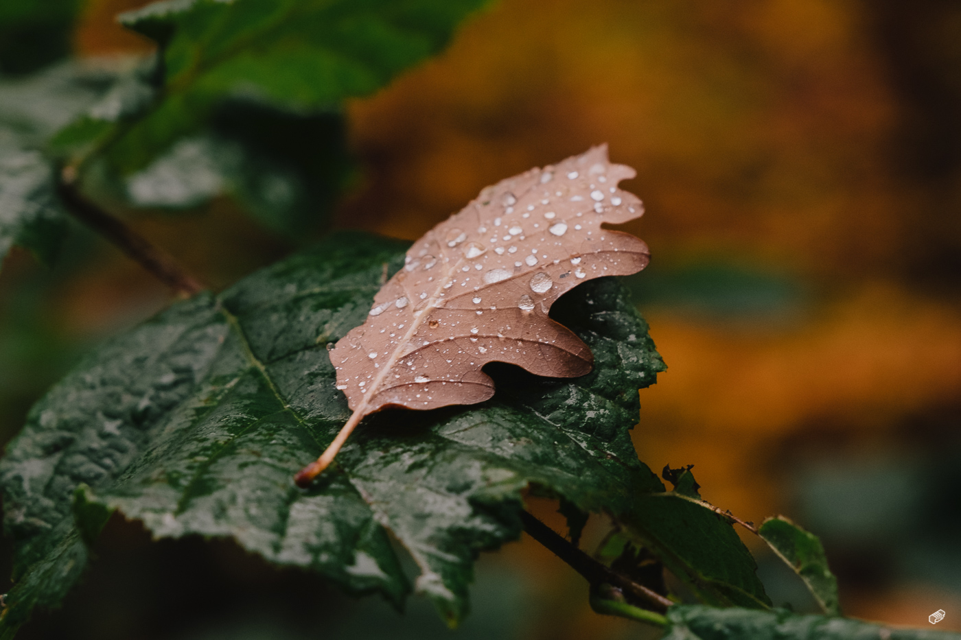 Rainer Wiest Kommunikationsdesign Portfoliobild