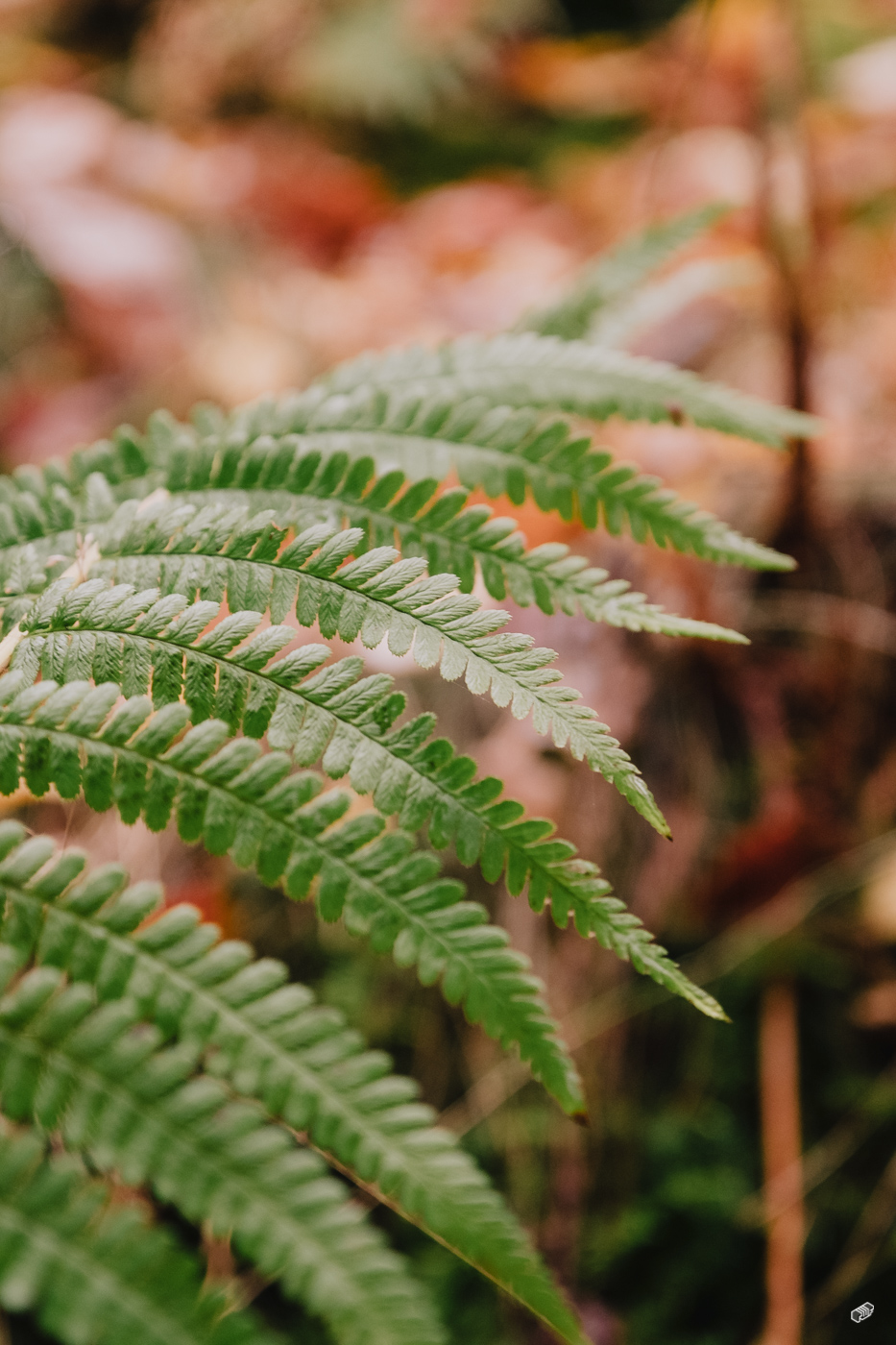 Rainer Wiest Kommunikationsdesign Portfoliobild