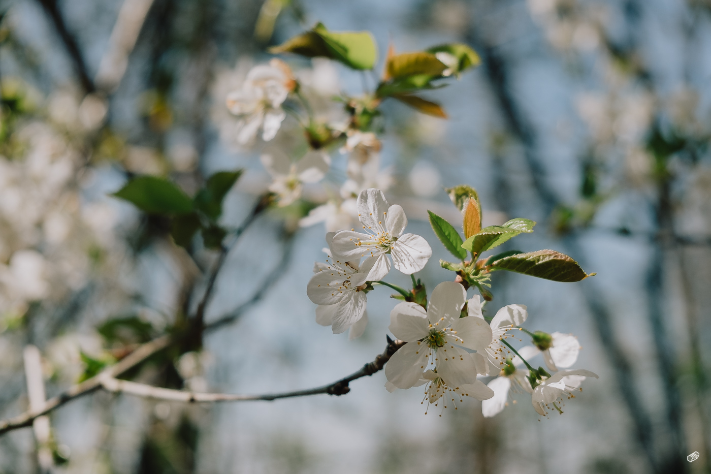  Rainer Wiest Kommunikationsdesign Portfoliobild