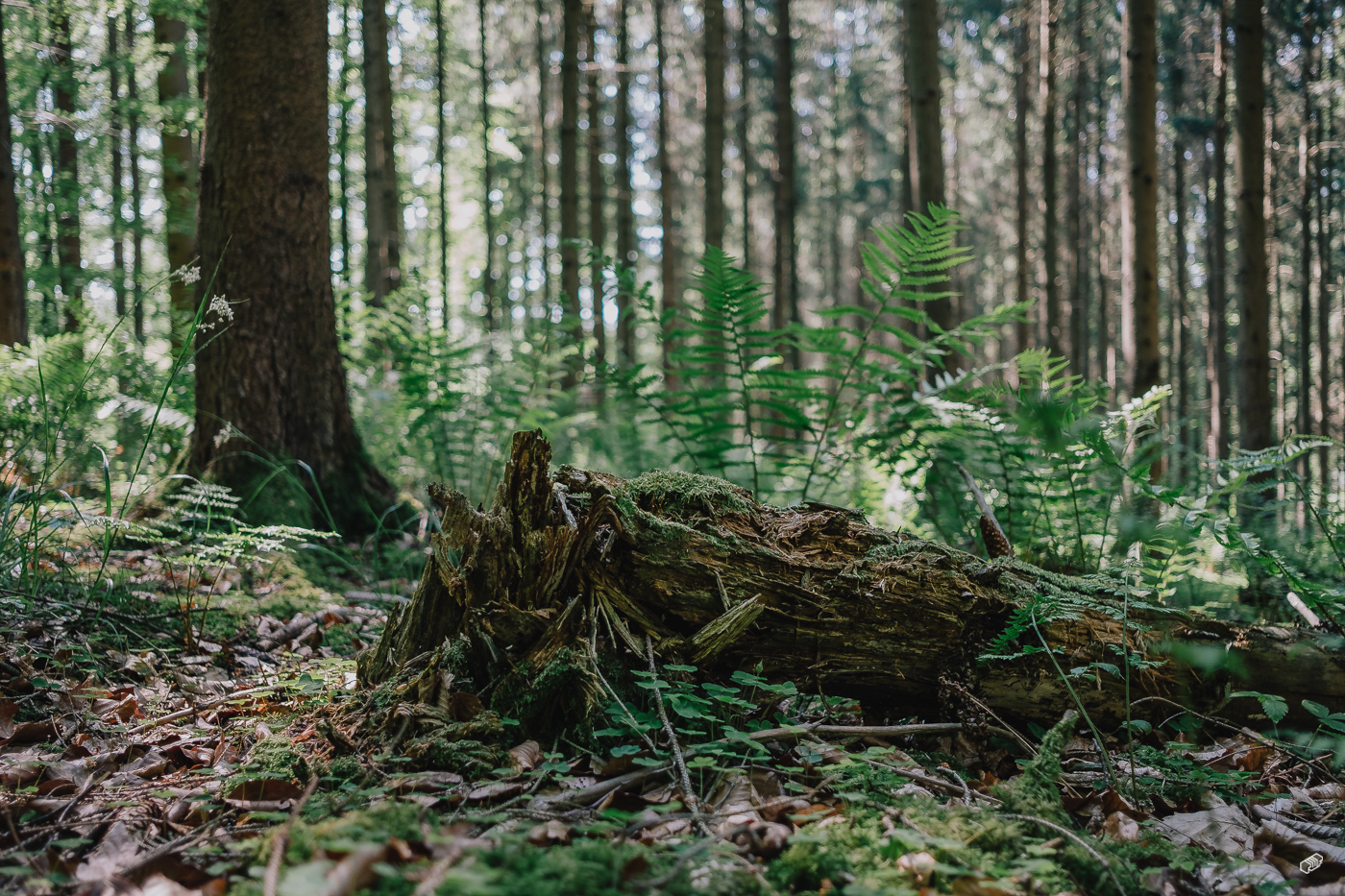  Rainer Wiest Kommunikationsdesign Portfoliobild