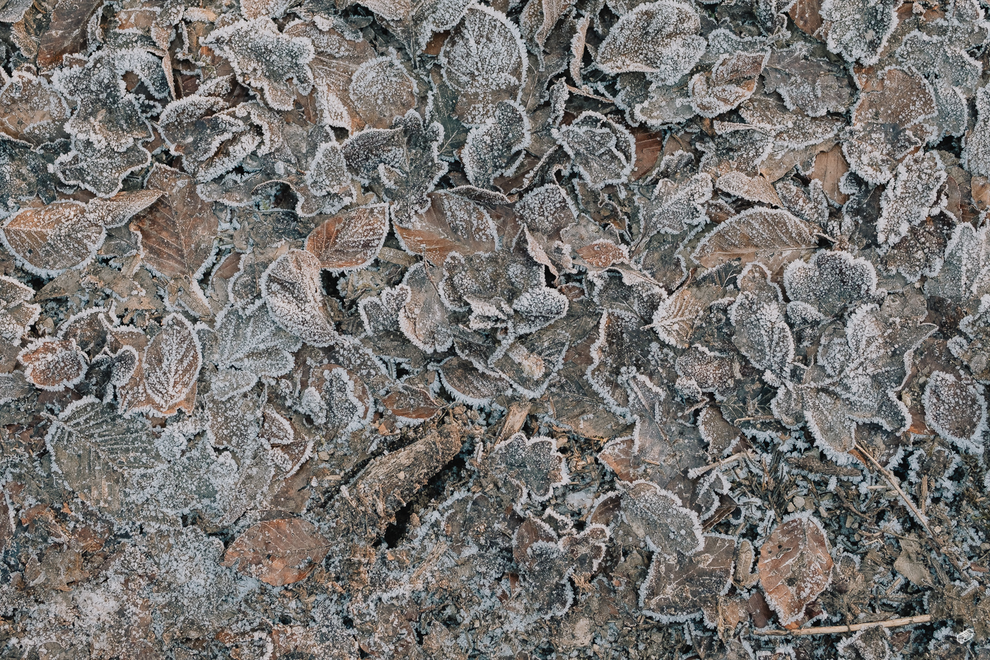  Rainer Wiest Kommunikationsdesign Portfoliobild