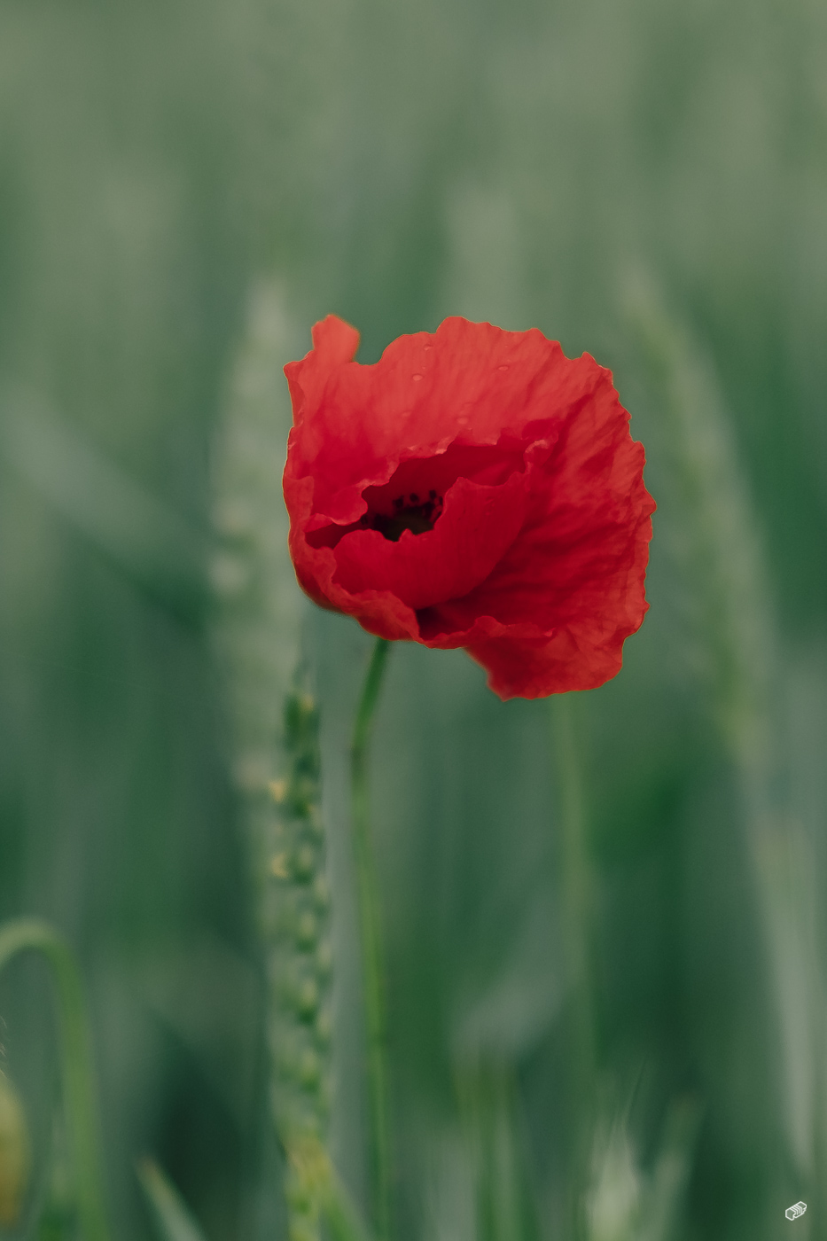  Rainer Wiest Kommunikationsdesign Portfoliobild