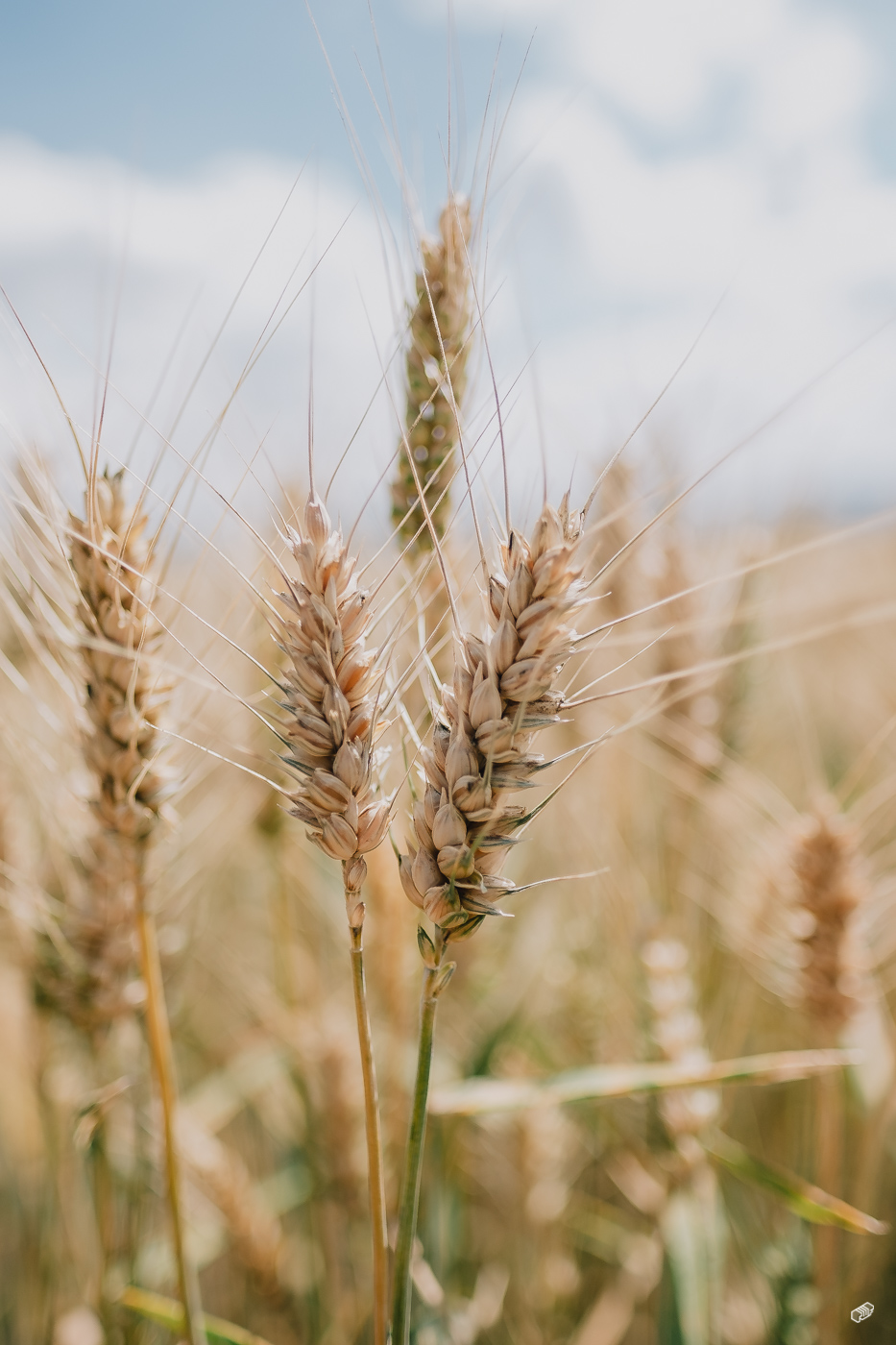  Rainer Wiest Kommunikationsdesign Portfoliobild