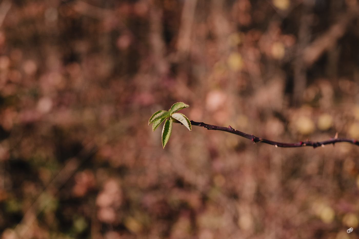  Rainer Wiest Kommunikationsdesign Portfoliobild