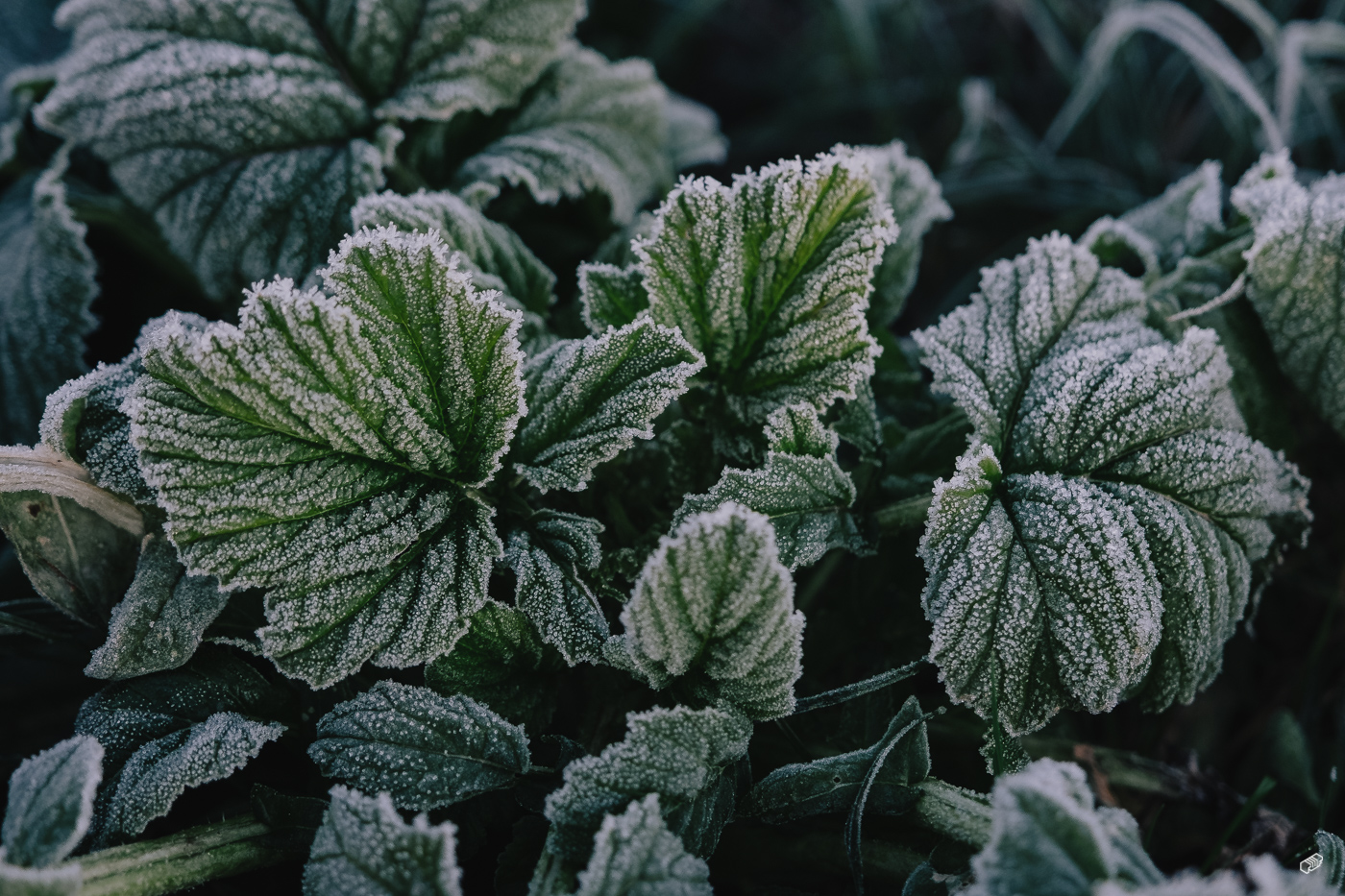  Rainer Wiest Kommunikationsdesign Portfoliobild