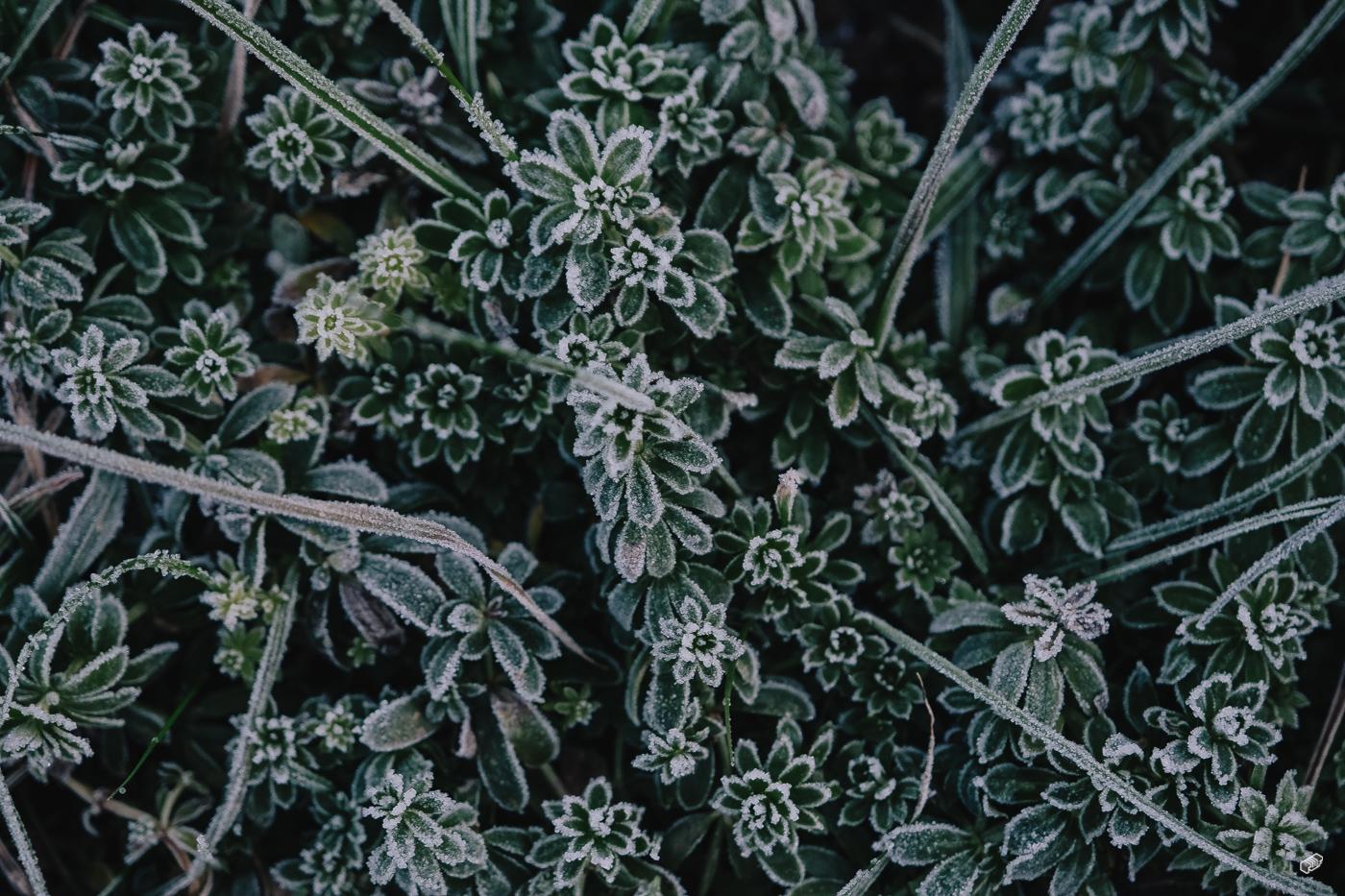  Rainer Wiest Kommunikationsdesign Portfoliobild