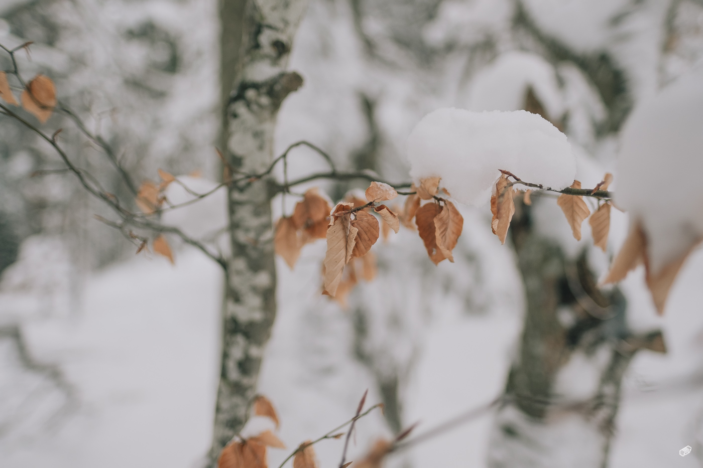  Rainer Wiest Kommunikationsdesign Portfoliobild