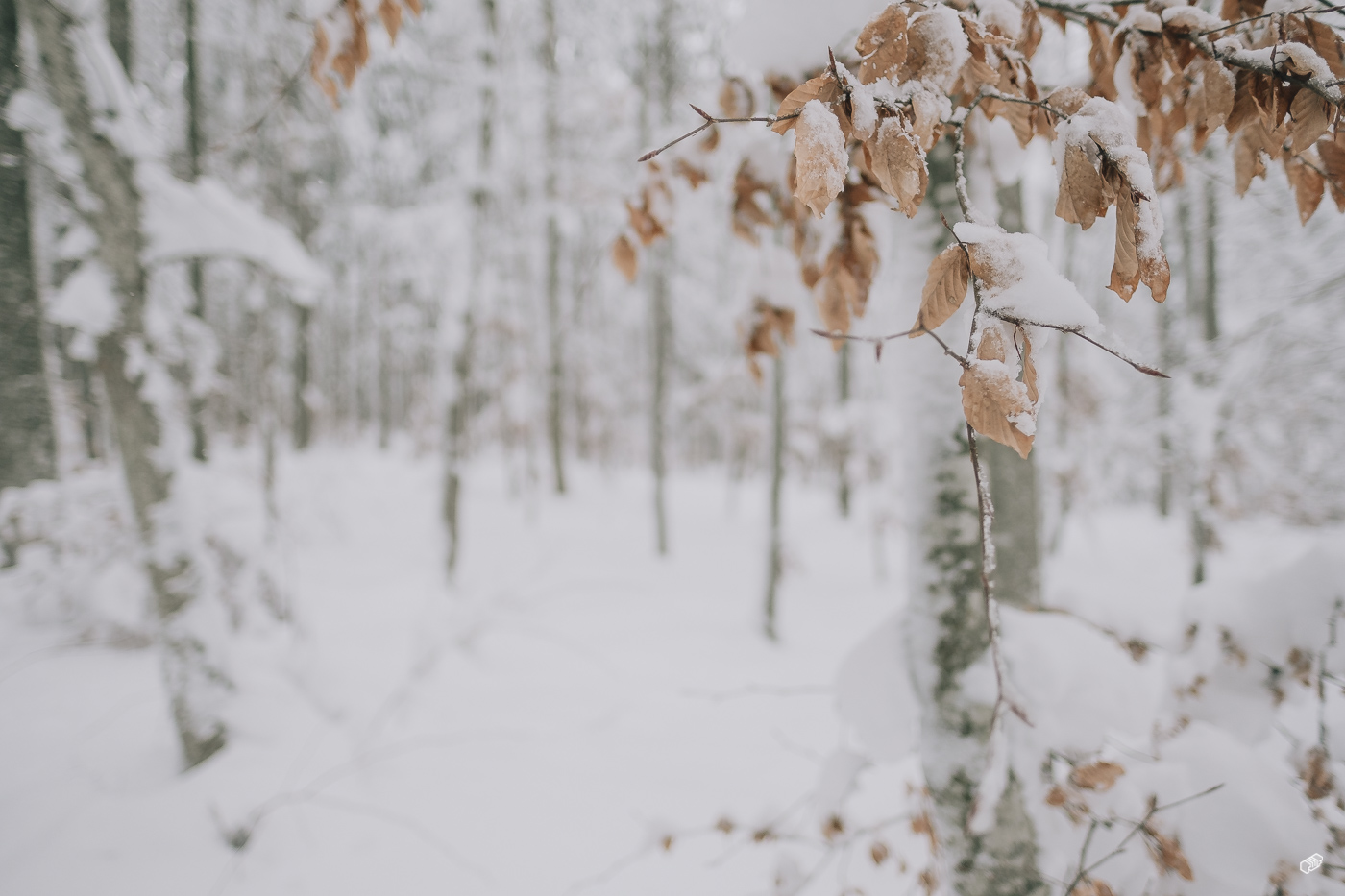  Rainer Wiest Kommunikationsdesign Portfoliobild