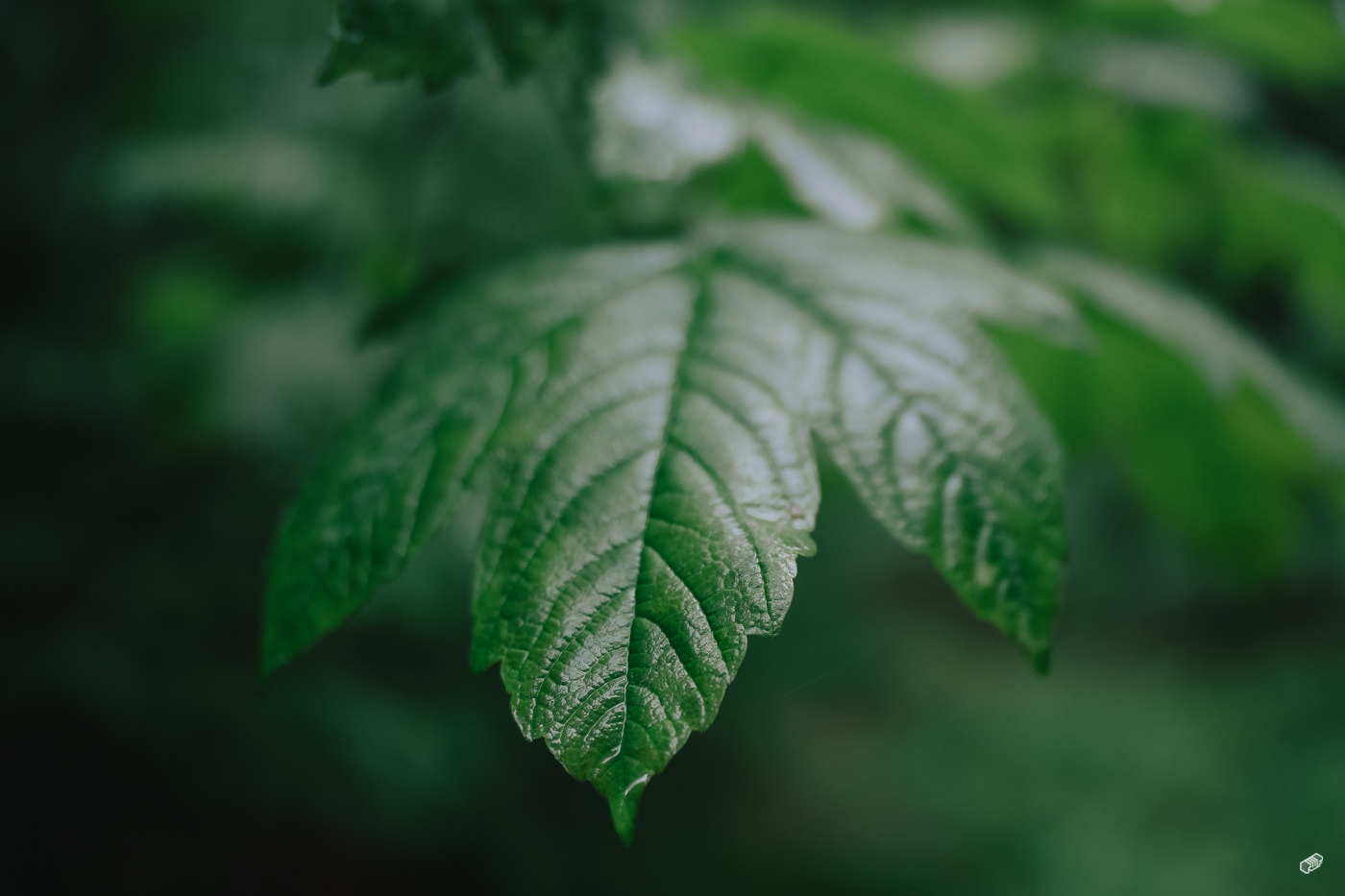  Rainer Wiest Kommunikationsdesign Portfoliobild