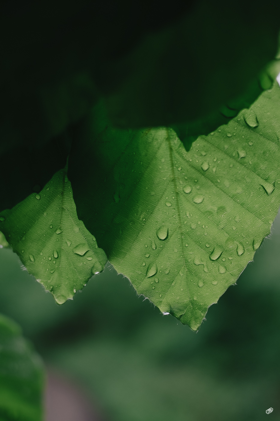  Rainer Wiest Kommunikationsdesign Portfoliobild