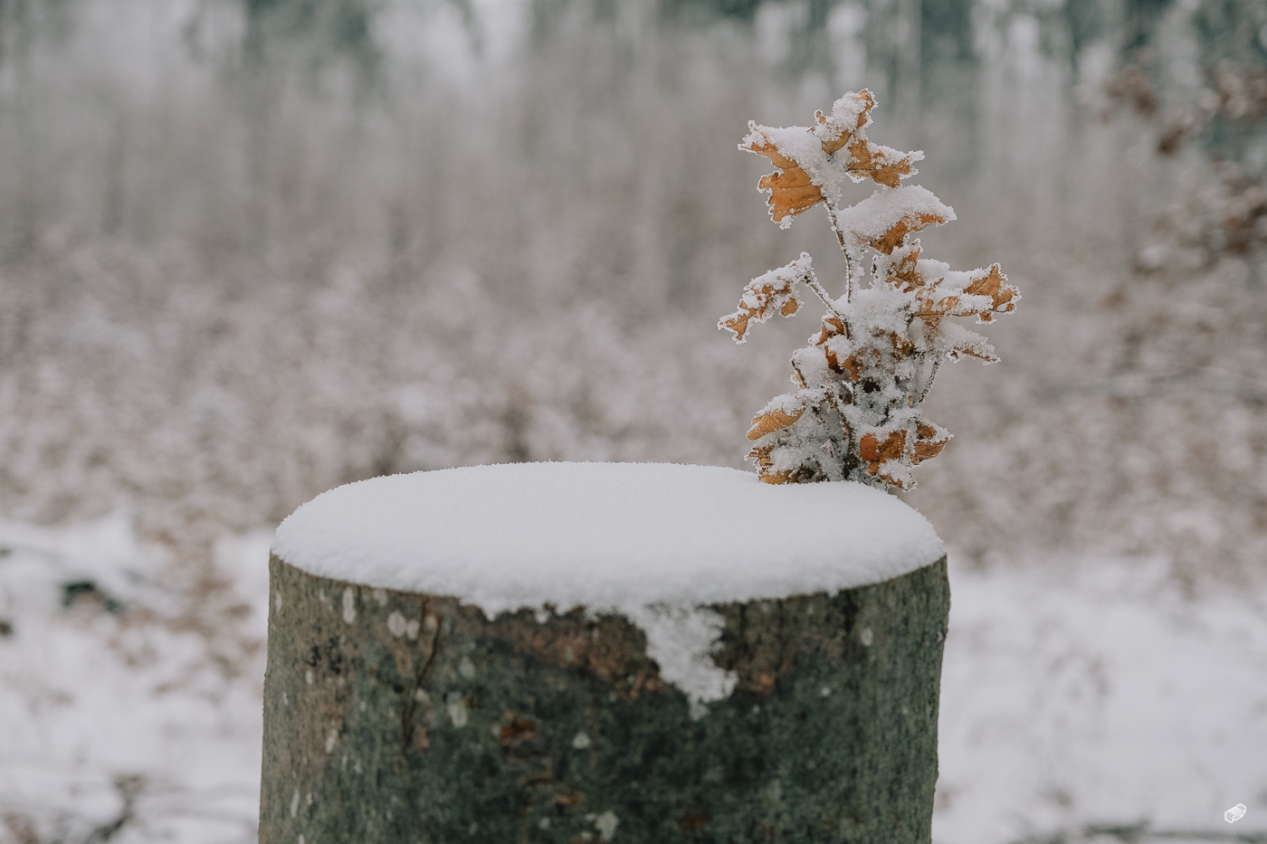  Rainer Wiest Kommunikationsdesign Portfoliobild