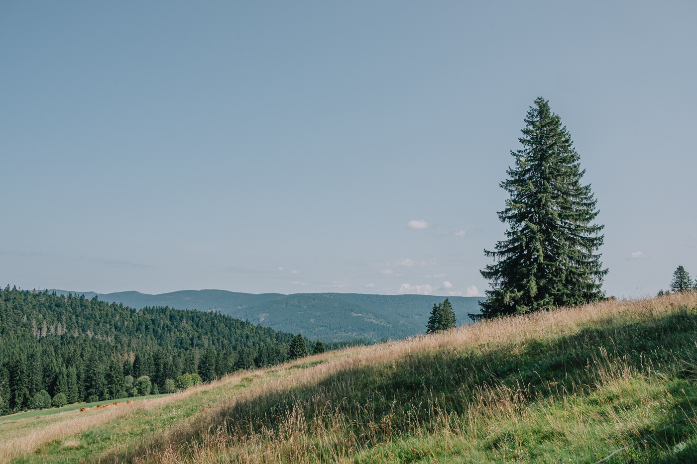  Rainer Wiest Kommunikationsdesign Portfoliobild