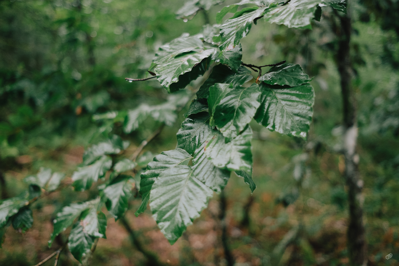  Rainer Wiest Kommunikationsdesign Portfoliobild