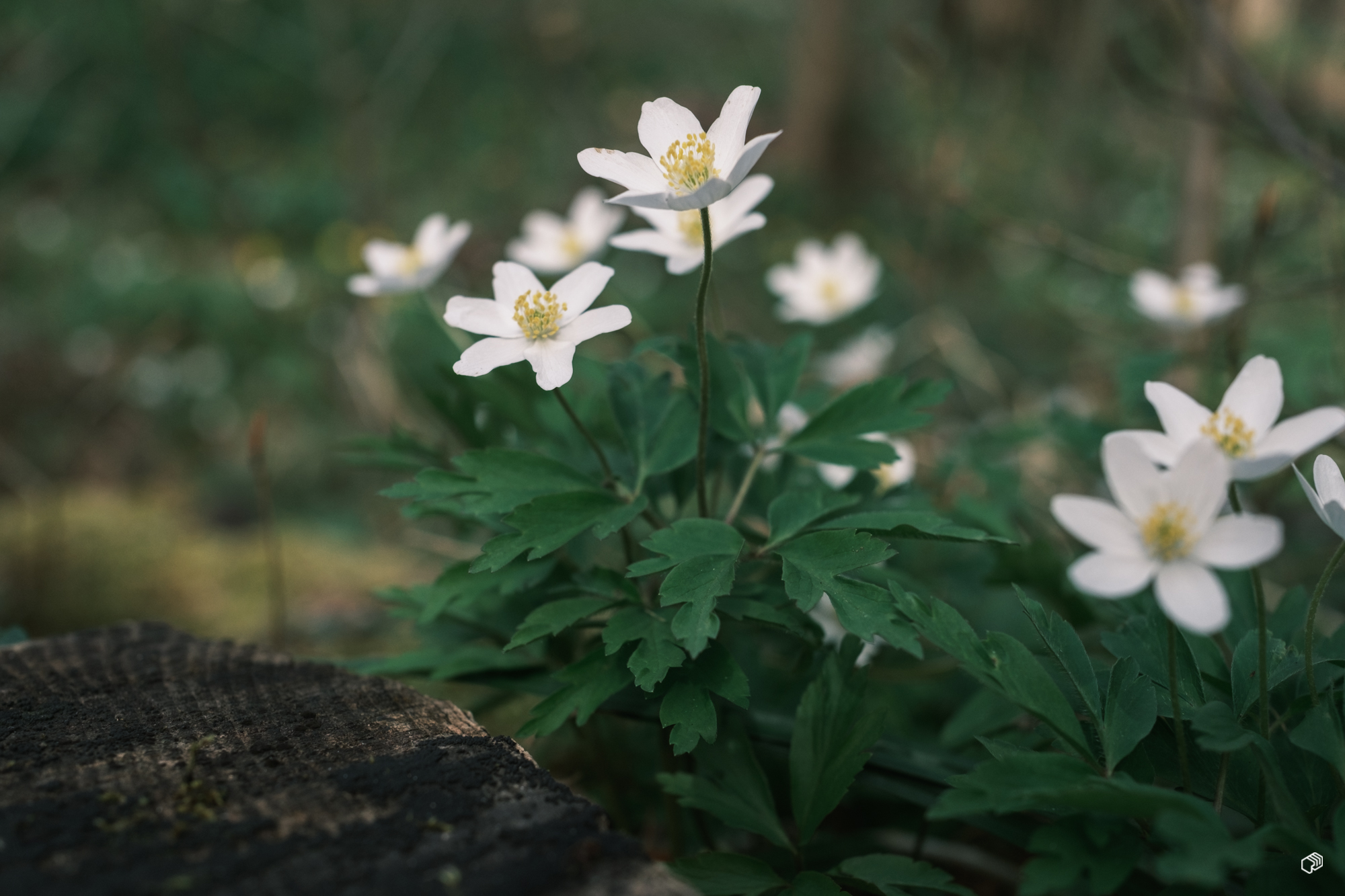  Rainer Wiest Kommunikationsdesign Portfoliobild