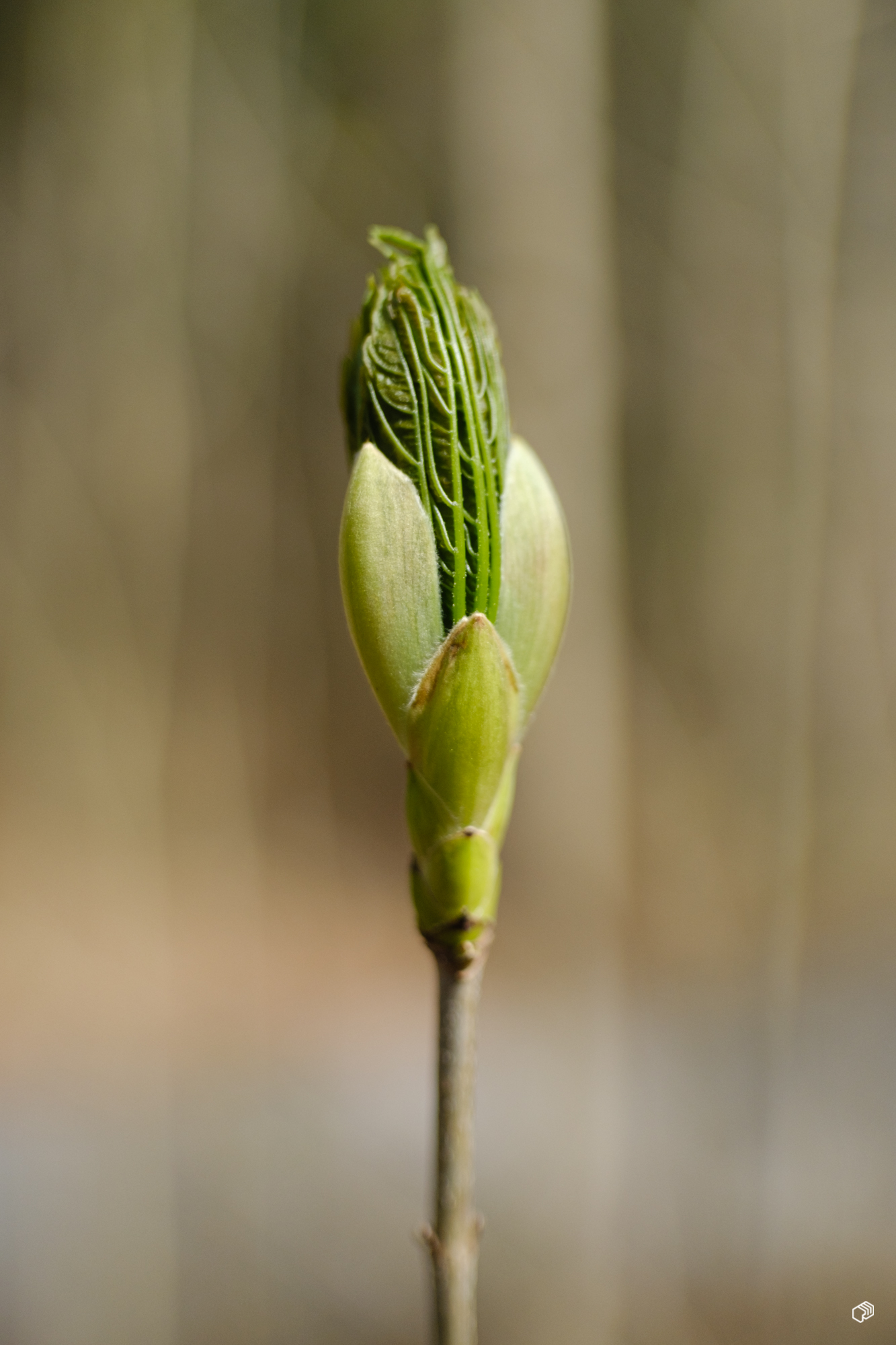  Rainer Wiest Kommunikationsdesign Portfoliobild