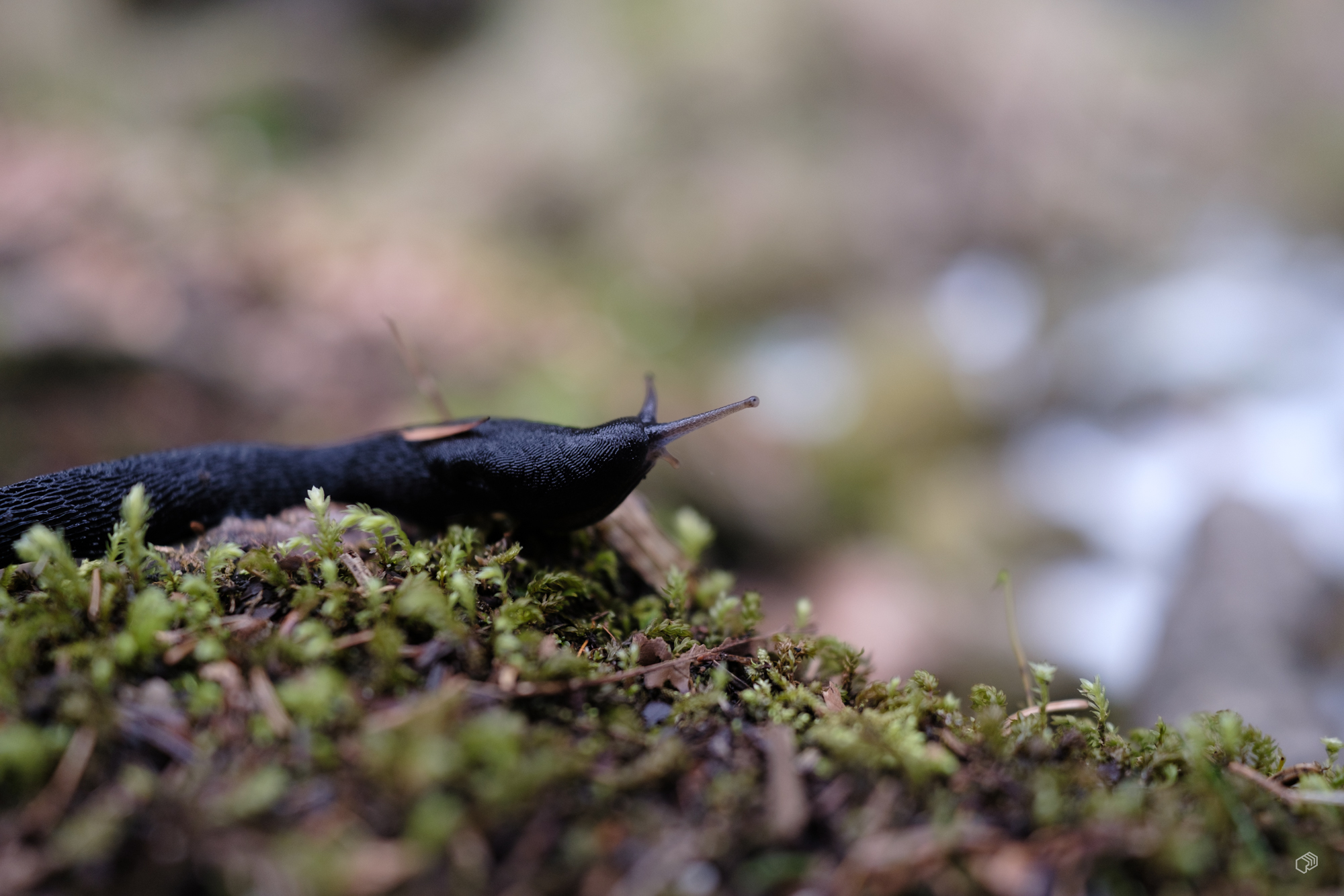  Rainer Wiest Kommunikationsdesign Portfoliobild