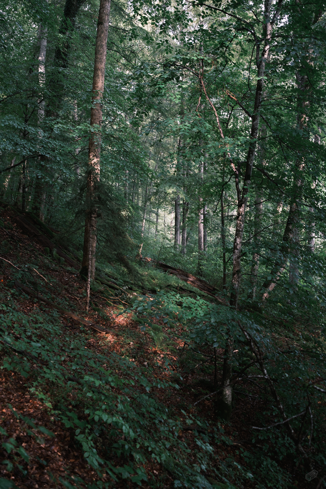  Rainer Wiest Kommunikationsdesign Portfoliobild